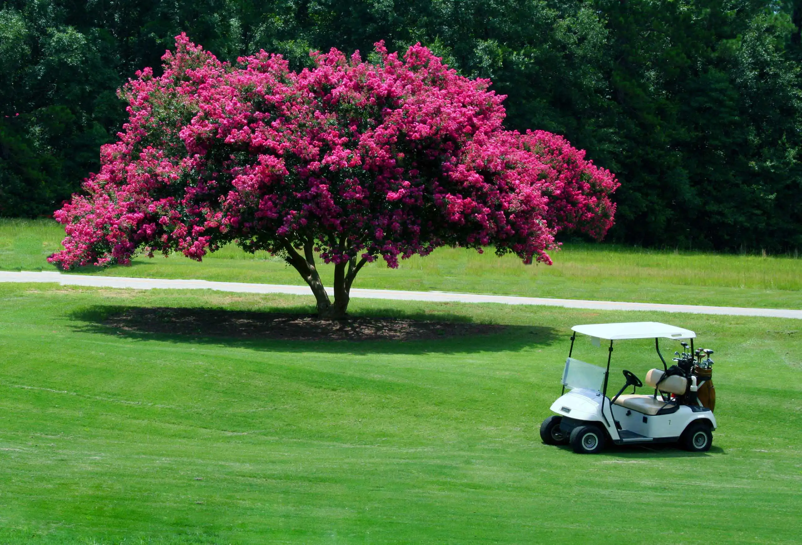 A white golf cart with golf bags is parked on green grass near a large tree covered in bright pink blossoms, with more trees and a path in the background.