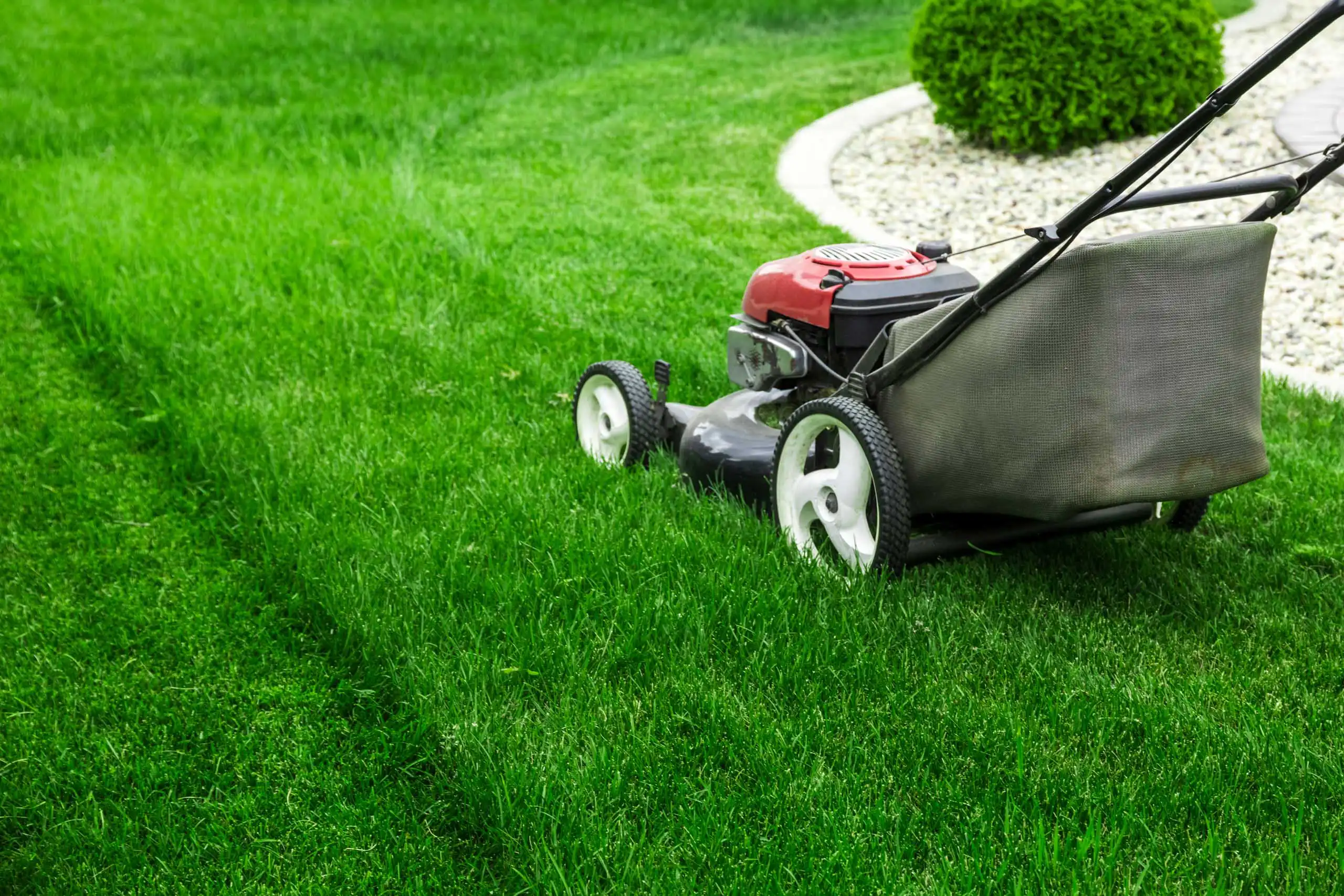 A red and black lawnmower is cutting bright green grass in a yard, creating neat, fresh lines. A landscaped area with white stones and a trimmed shrub is visible in the background.
