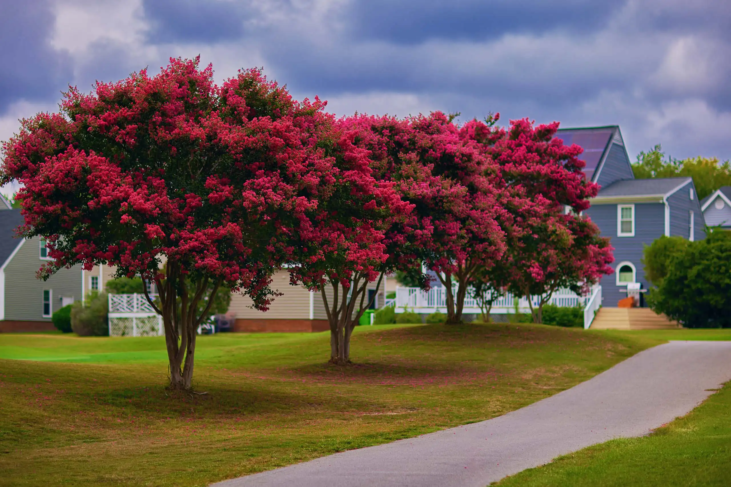 Several crepe myrtle trees with bright pink blossoms line a curved pathway in a suburban neighborhood, with houses and a cloudy sky in the background.