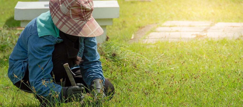 how to get rid of stickers in your yard naturally