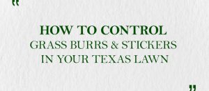 how to get rid of grass burrs in lawn