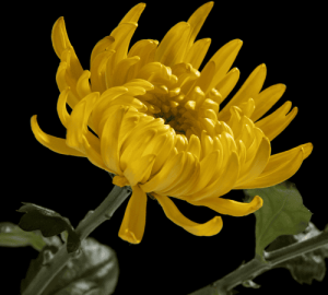 Chrysanthemums