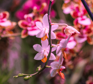 Coral Vine