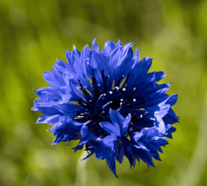 Cornflowers