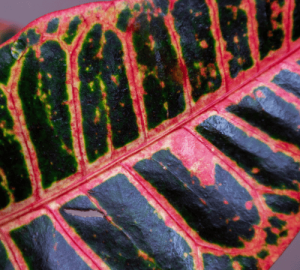 Crotons