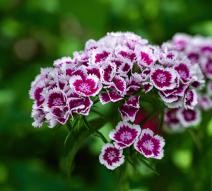 Dianthus