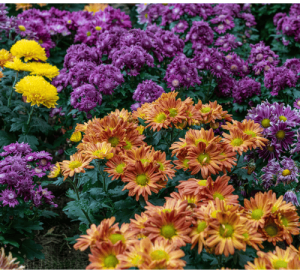 Fall Asters