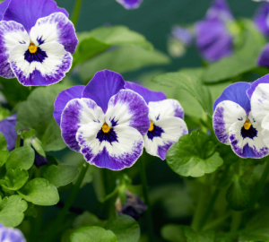 Matrix® Pansies