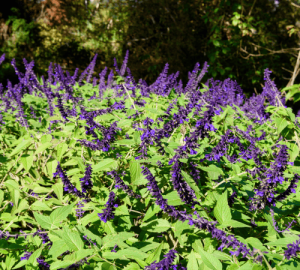 Mexican Bush Sage