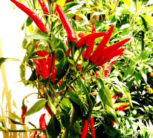 Ornamental Peppers