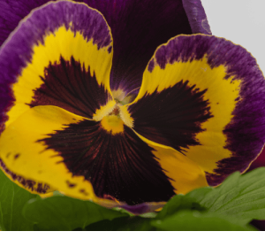 Pansies