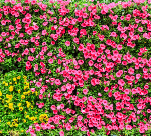 Petunia