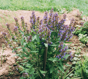 Salvia