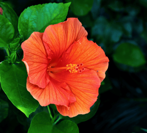 Tropical Hibiscus