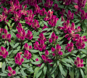 celosia