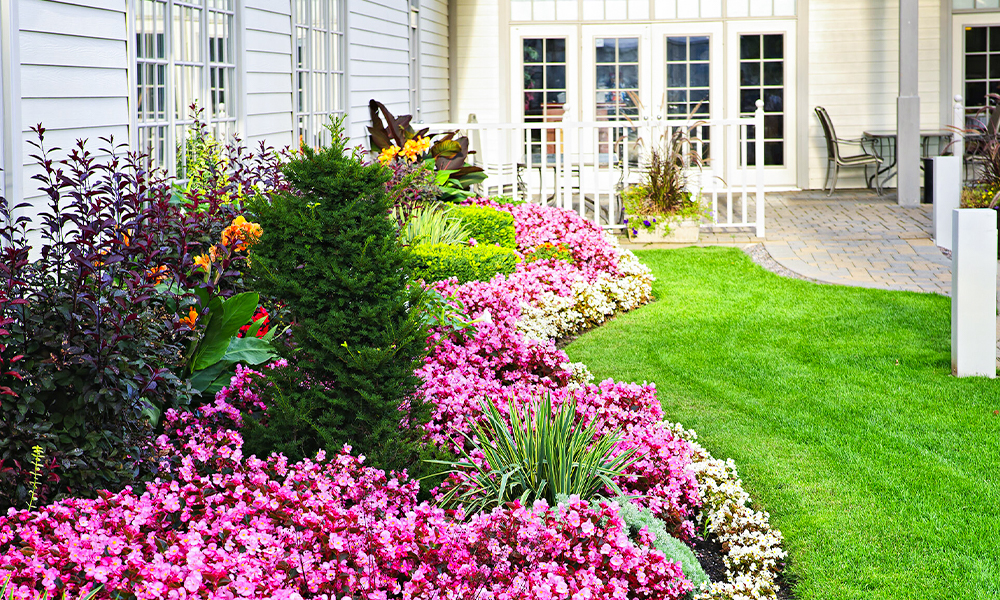 Texas-friendly native plants enhancing curb appeal HOA homes and reducing maintenance costs