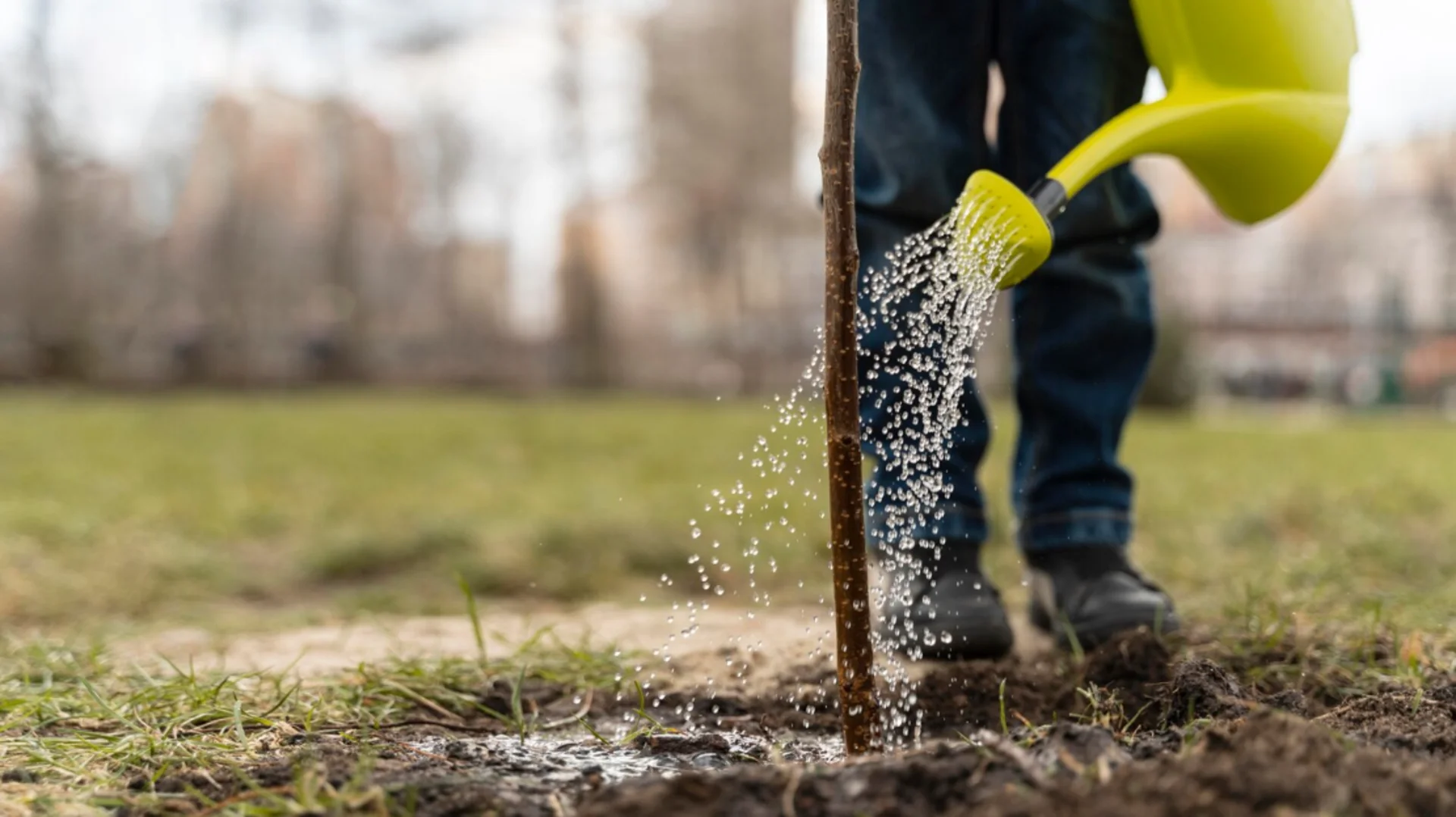 lawn fertilization service in houston tx