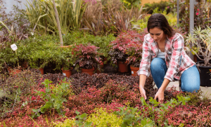 Texas flower bed maintained with tips for weed control.