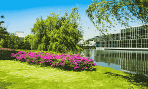 Texas yard care - what makes a landscape maintenance company stand out