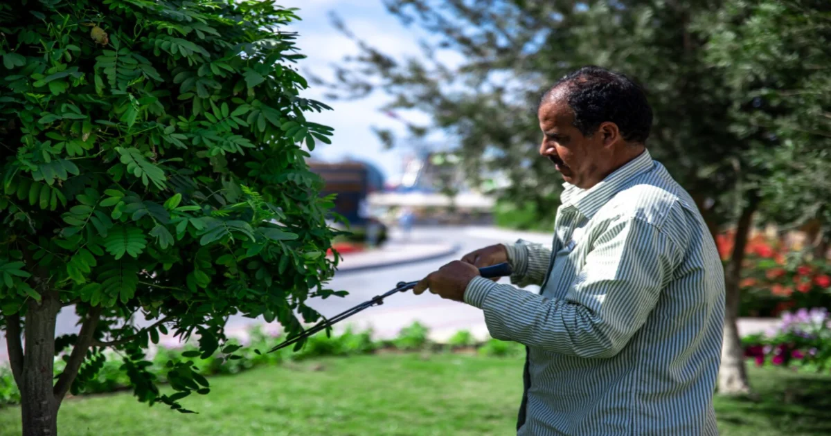 Commercial Tree Care in Houston, TX