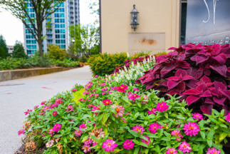 Hotels and Resorts Flower Bed Maintenance