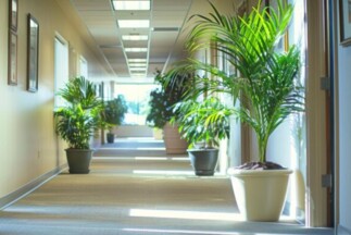 Healthcare Facilities Interior Landscaping