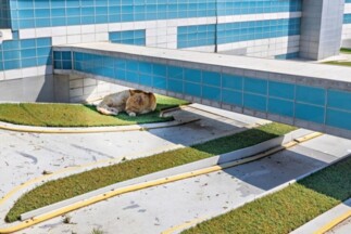 Healthcare Facilities sod Installation