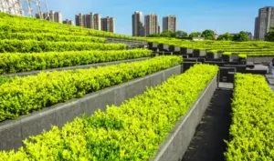 Commercial Landscape Project tips dallas tx