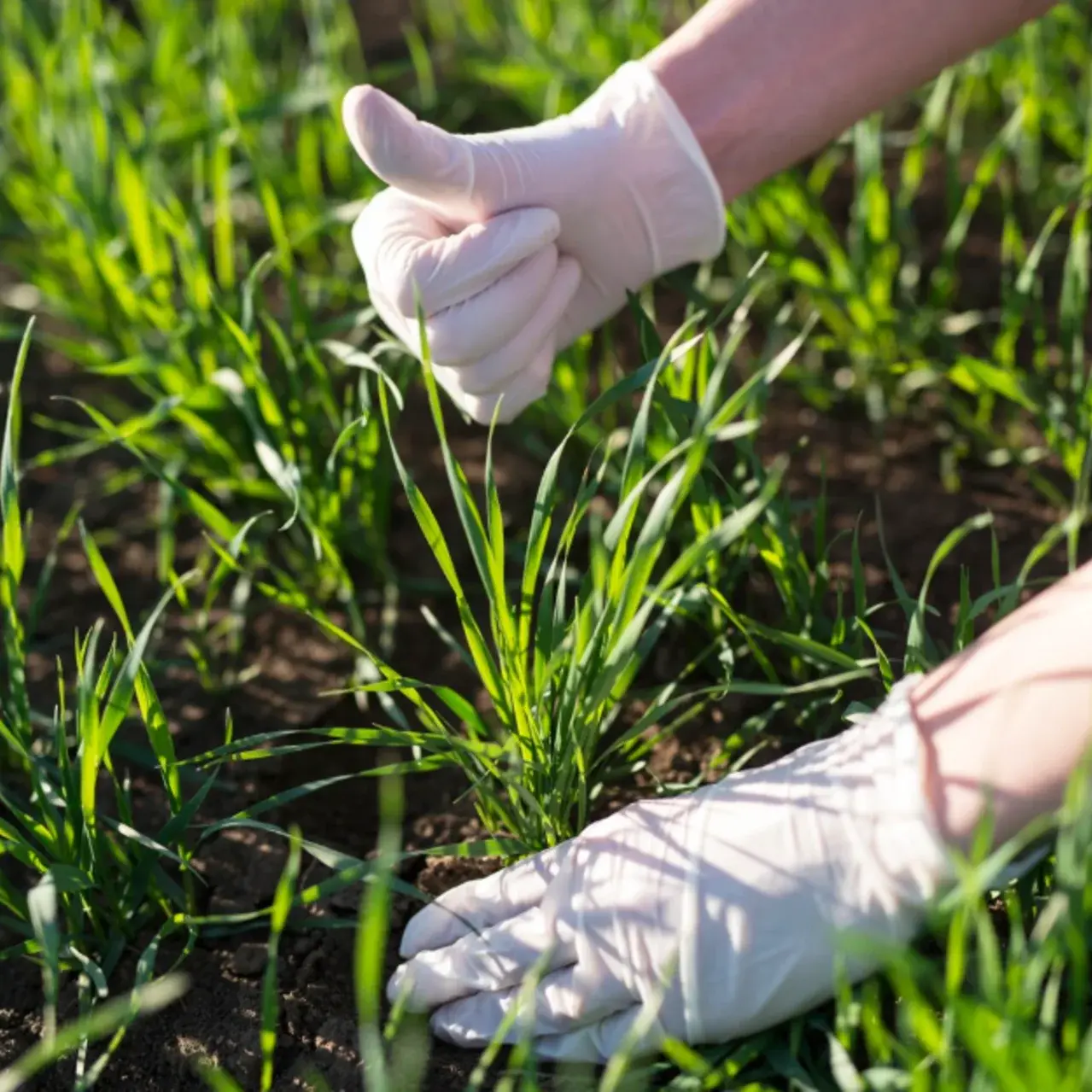 Eco-Friendly Fertilizer Options