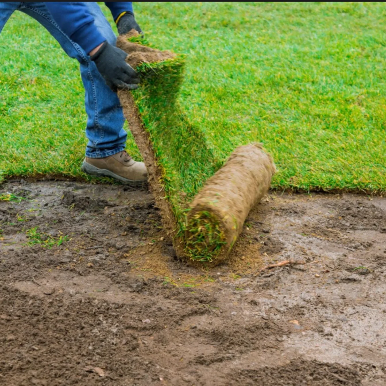 commercial sod installation service in houston tx commercial sod installation service in houston tx