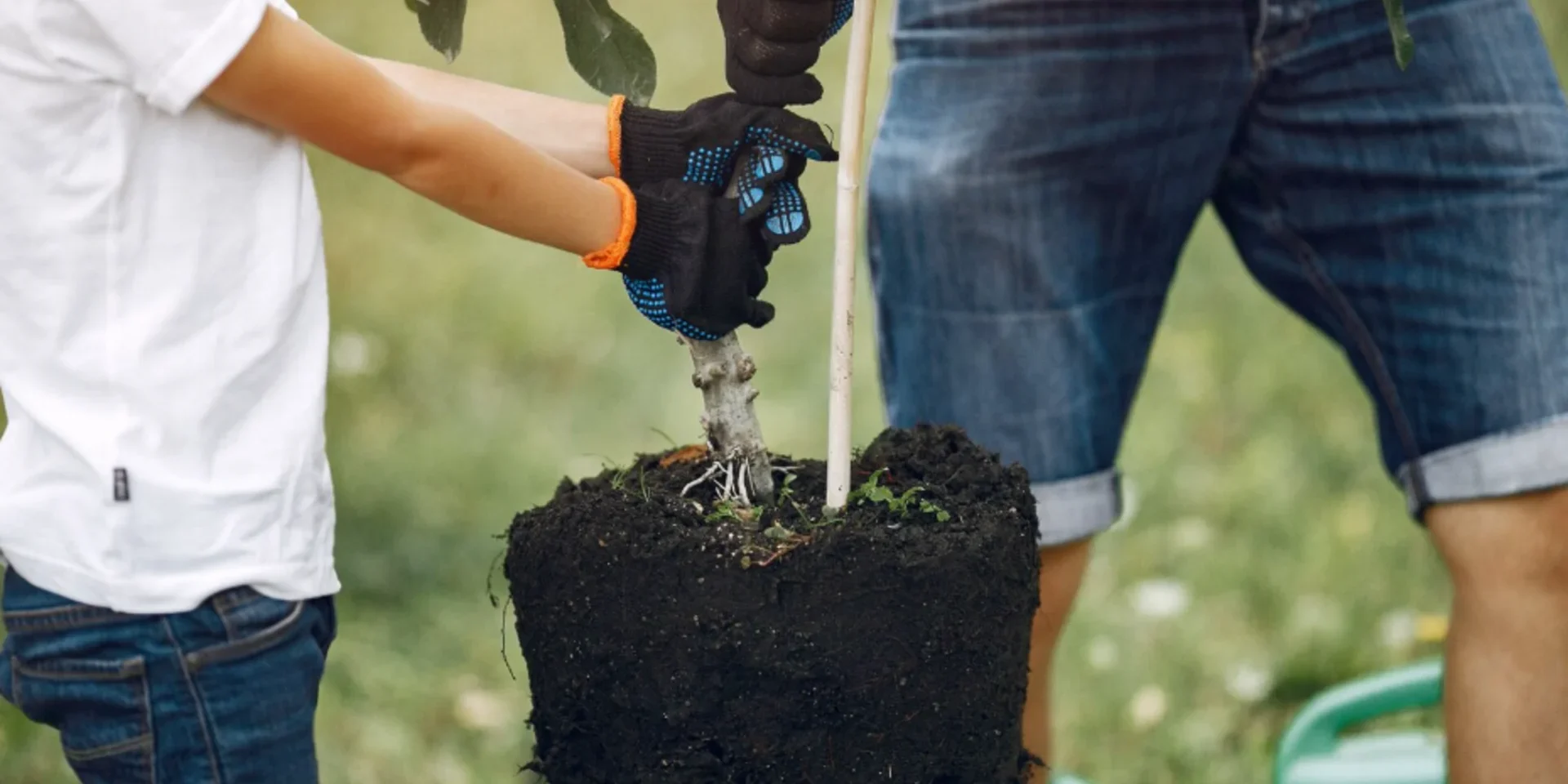 lawn fertilization service houston