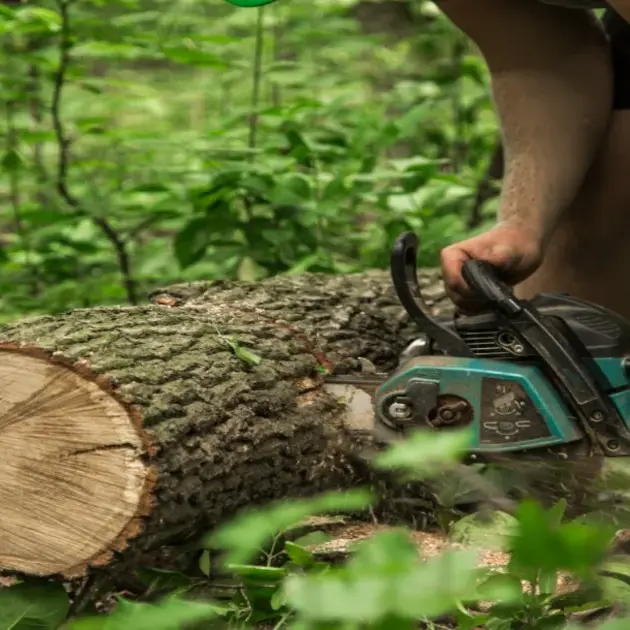 professional commercial tree care services