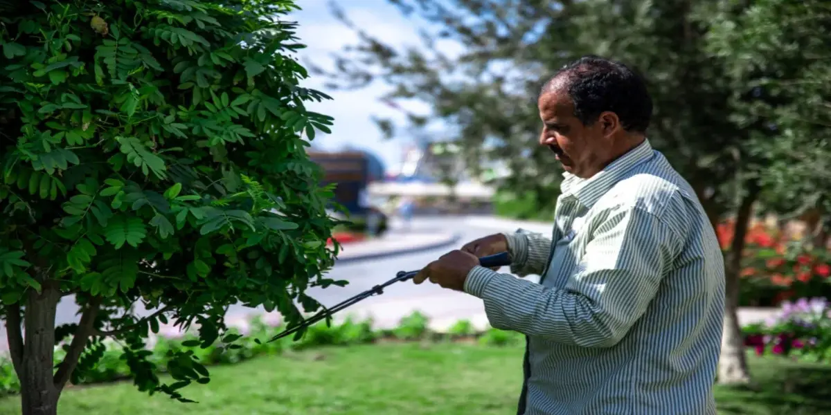tree maintenance and arborist services in Texas